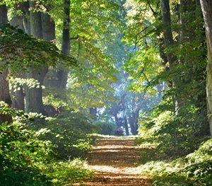 staatsbosbeheer